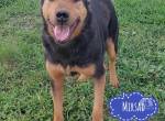 Mirsad eine Seele von Hund