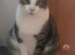 Kater Perlito - sucht Katzenreich und respektvollen Umgang