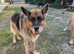Renzo sucht ein Zuhause!