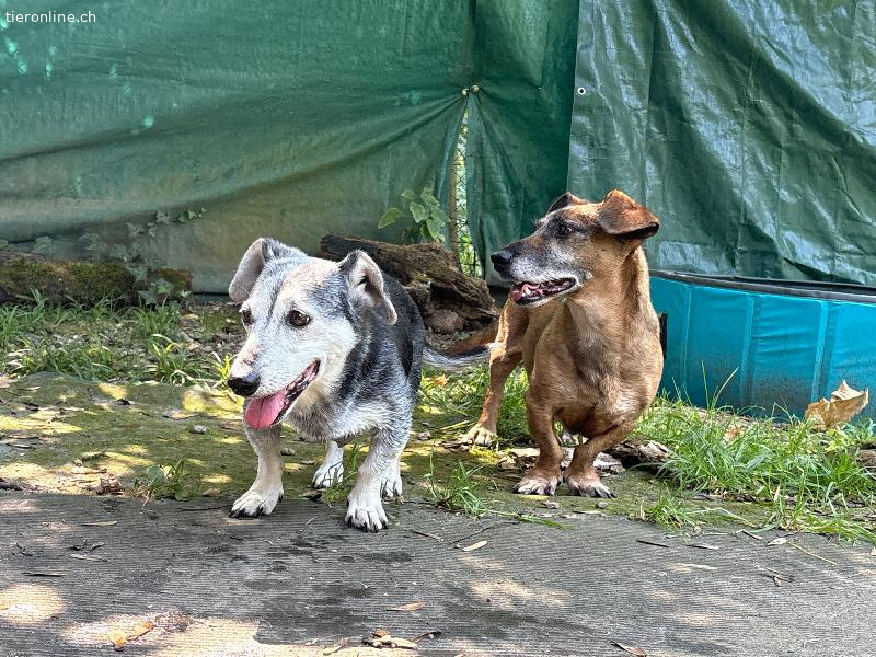 Mutter Gömbi und Tochter Gomboc …, Mischling (Dackel) – Hund zur Adoption in Zürich (ZH)