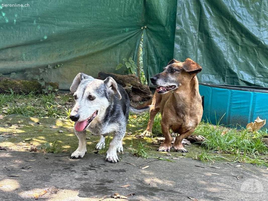Mutter Gömbi und Tochter Gomboc nur gemeinsam