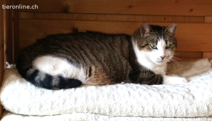 Momo&Gigi 5/6j. suchen zus. ein Zuhause (Freigang ländlich)