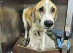 Sensible, menschenbezogene Sally sucht liebevolles Zuhause