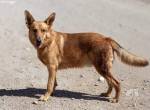 Romeo-10, treue, verschmuste und aktive Frohnatur