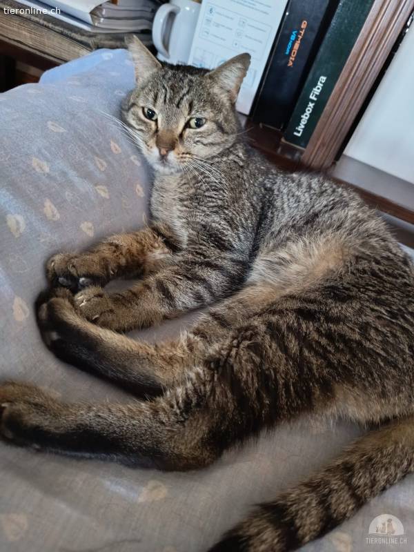 Quevedo - sucht Katzenreich - bietet Liebe