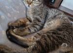 Quevedo - sucht Katzenreich - bietet Liebe