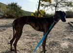 PASTORA - Galgoerfahrene Familie gesucht