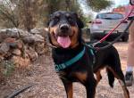 Nena – tapferes Rotti-Mix-Mädchen sucht endlich Geborgenheit
