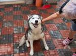 Sheylla - lebensfrohe junge Huskyhündin wartet auf dich