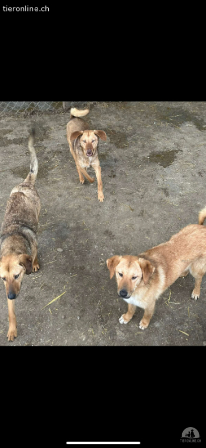 3 Mischlinge