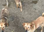 3 Mischlinge