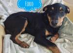 Fibio ein absoluter Schatz