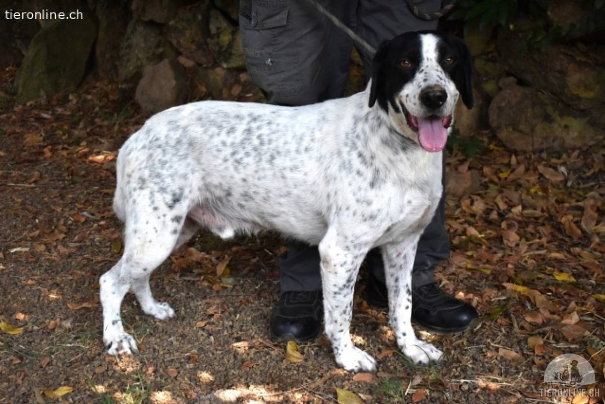 Demetrius - Sensibler Hund in großer Not