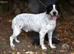 Demetrius - Sensibler Hund in großer Not