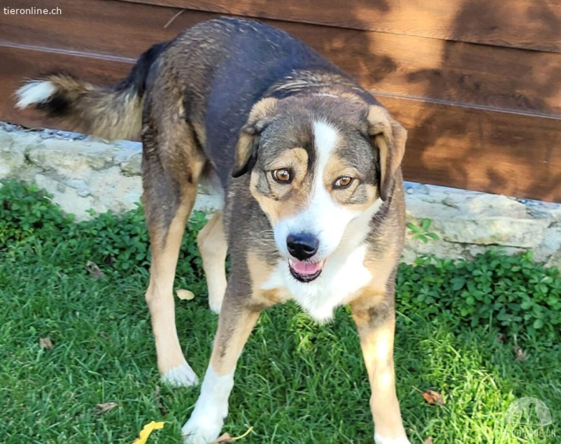 Hallo, ich heiße Duke und möchte adoptiert werden.