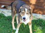 Hallo, ich heiße Duke und möchte adoptiert werden.