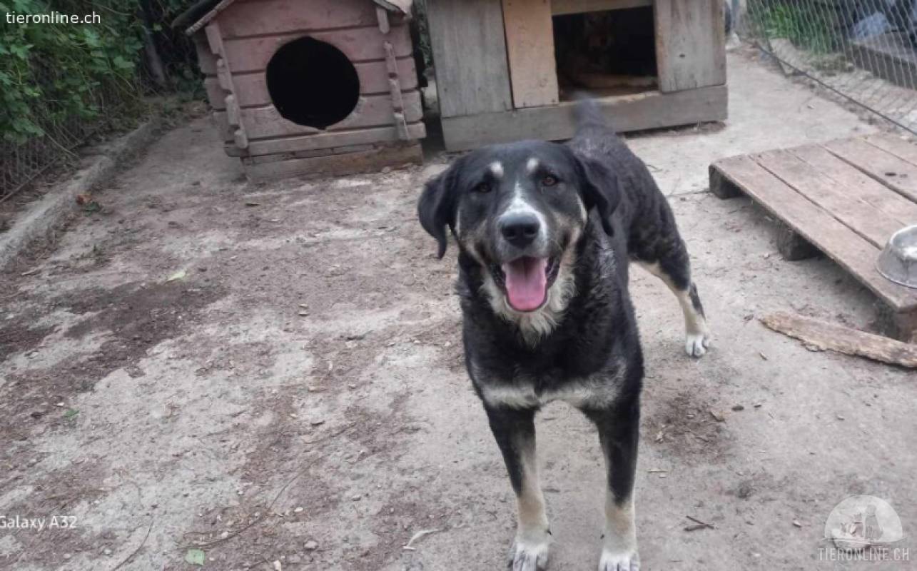 Flauschige Tina wünscht sich ein Zuhause!
