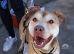 Chaplin sucht ein Zuhause