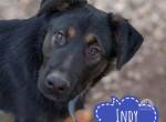 Indy ein lernwilliger Hundebub