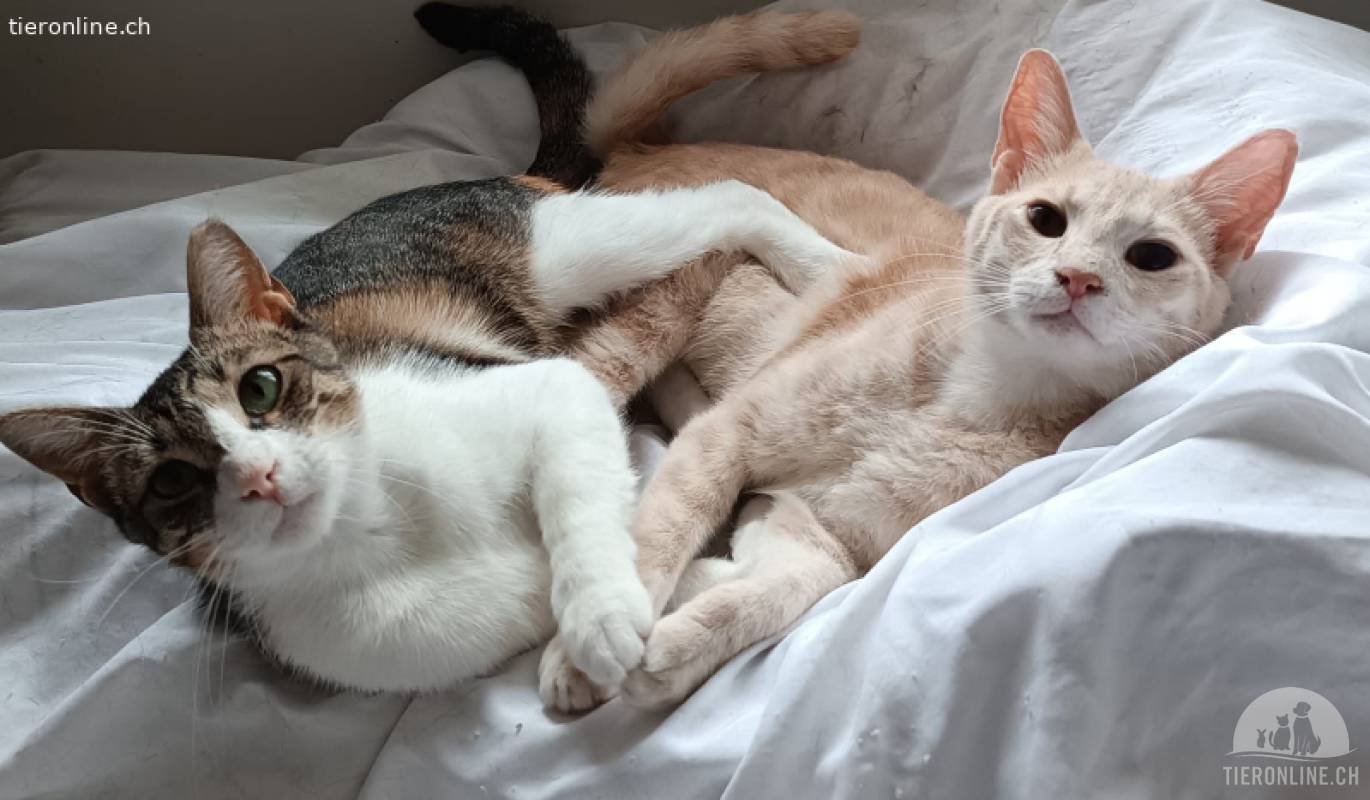 Annita & Tailor – leise Liebe im Doppelpack