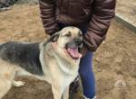 Fremont, bezaubernder, stattlicher Hundemann