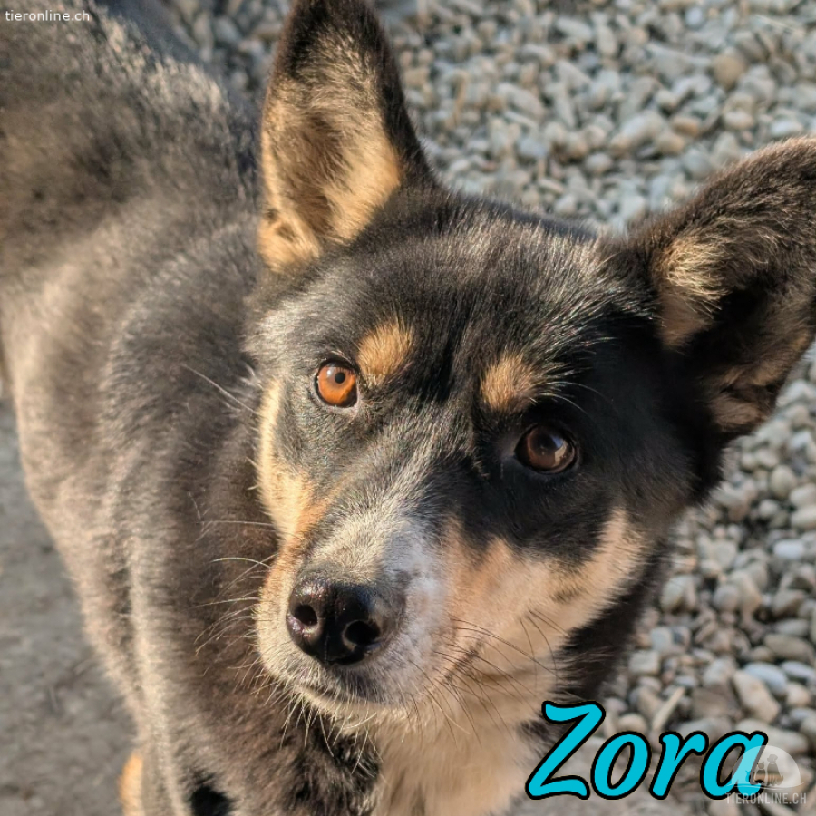 Reserviert - Wundervolle Zora ist bereit für Ihre Familie