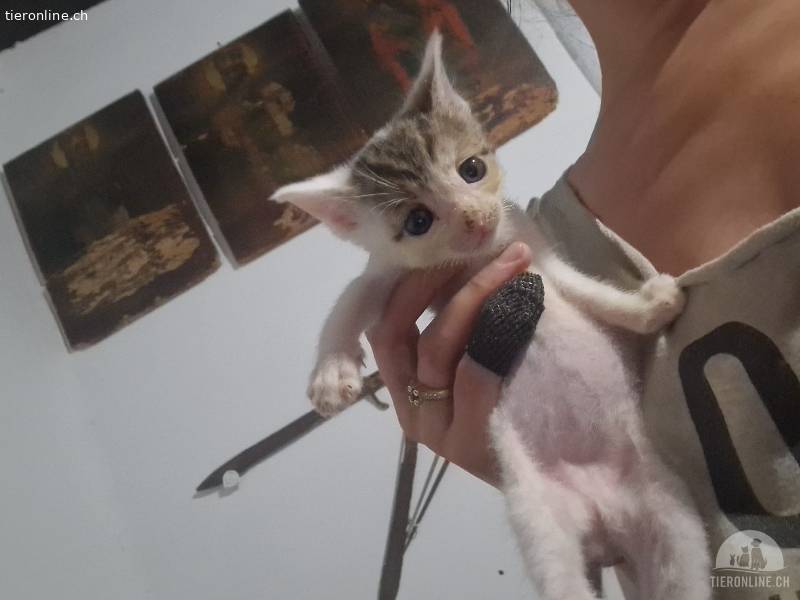 Katzen Deutschland