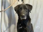 Betyar-9, bezaubernder Hundesenior