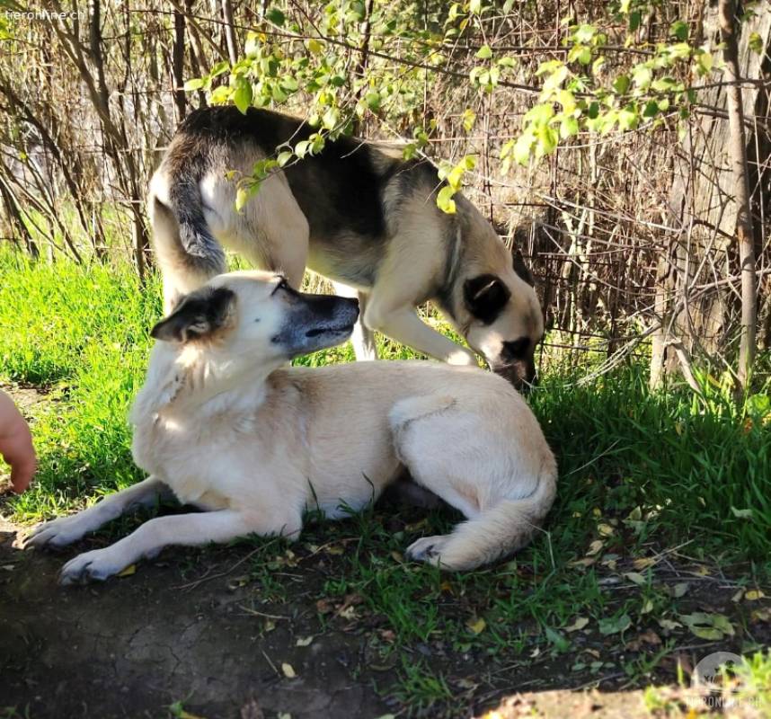 Stela - Hundeherz sucht ihr Glück