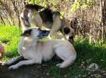 Stela - Hundeherz sucht ihr Glück