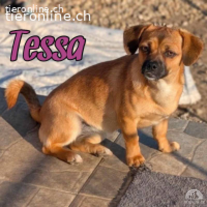 Tessa sucht ihre geduldigen Herzensmenschen