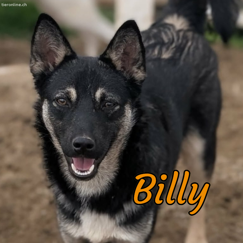 Billy, Mischling – Hund zur Adoption im Kanton St. Gallen