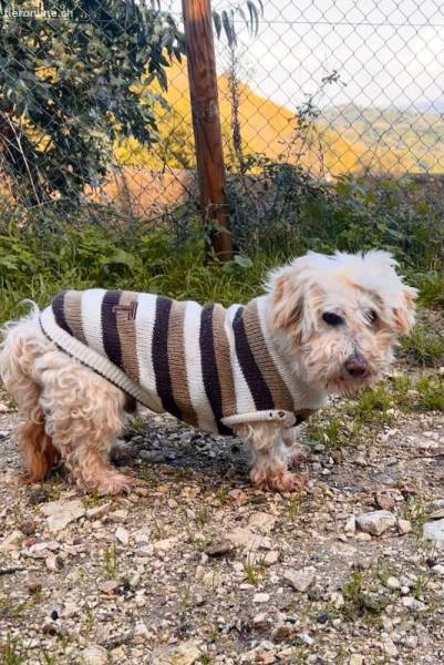 Jhonny -  sucht ein ruhiges Zuhause bei liebevollen Menschen
