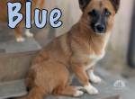 Blue sucht ihr Zuhause mit Feingefühl