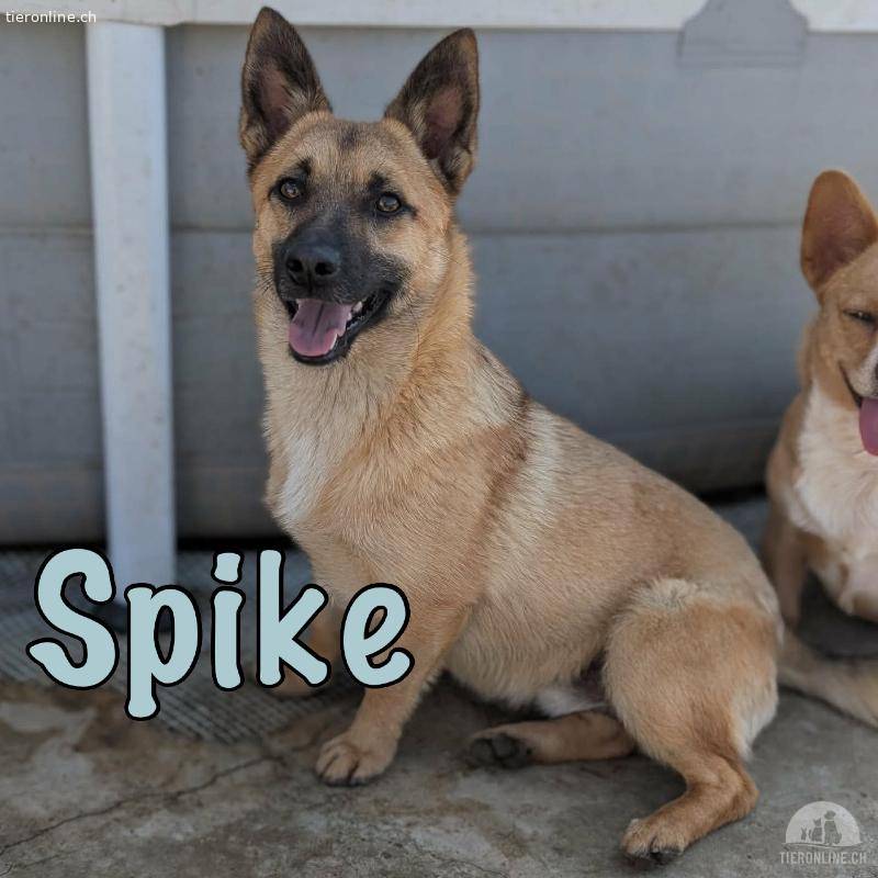 Spike sucht sein einfühlsames Zuhause