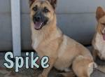 Spike sucht sein einfühlsames Zuhause