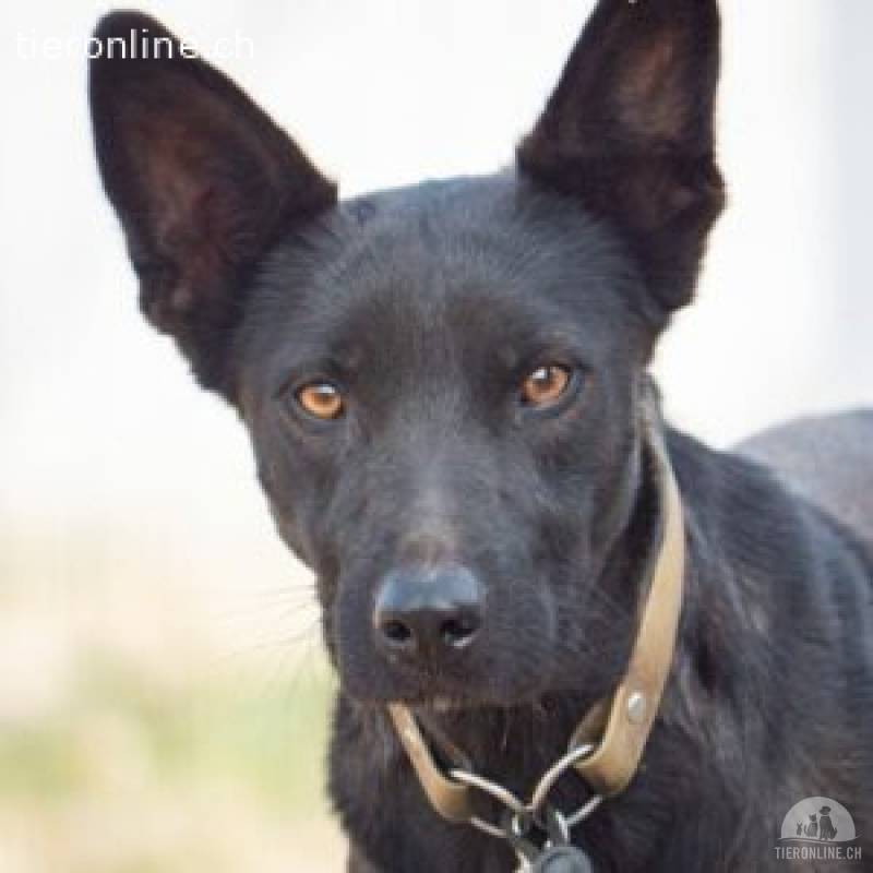 Rhea - Herzenshund sucht gut eingespieltes Mensch-Hund-Team