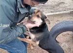 Alek-2, smarter Hundemann