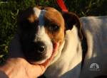 Jack - hat so viel Liebe zu geben!