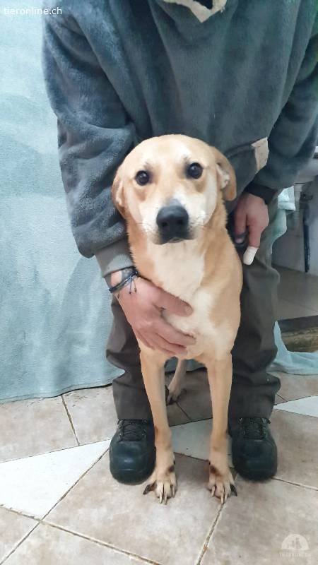 Baxter - sucht Liebe und Geborgenheit