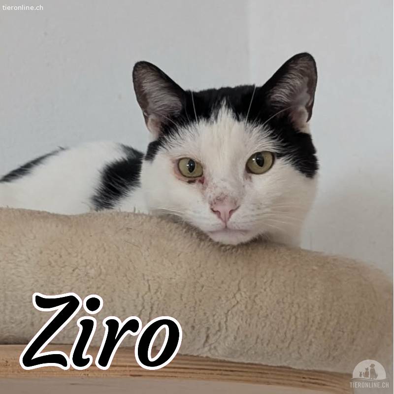 Ziro ist beriet für seinen Umzug ins neue Zuhause