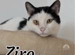 Ziro ist beriet für seinen Umzug ins neue Zuhause