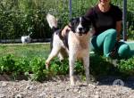 Scheuer Snoopy braucht liebevolles Zuhause