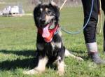 Sonnenschein Aramis sucht Familienanschluss