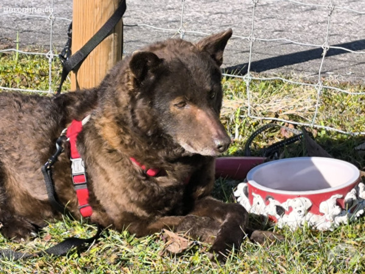 Hunde Schweiz