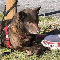 Hunde Schweiz