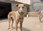 Kobe – sanfte Seele sucht ruhige Menschen