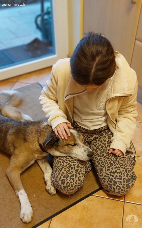 Thor - Ein großes Herz sucht ein Zuhause