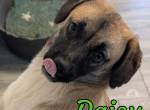 Daisy ist bereit für ihr neues Abenteuer
