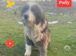 Und dann kam die liebe Polly